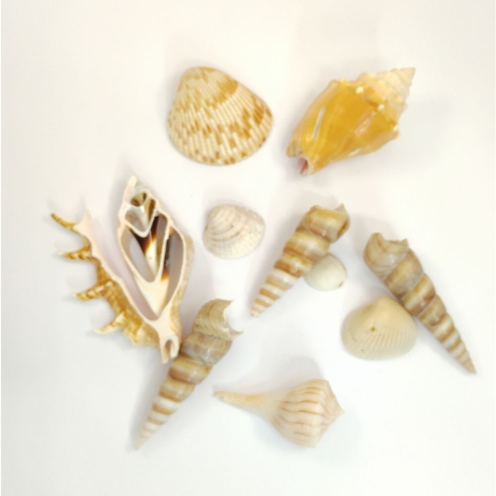 Seashell Lot